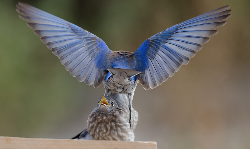 Western_Bluebird_14_CA_237