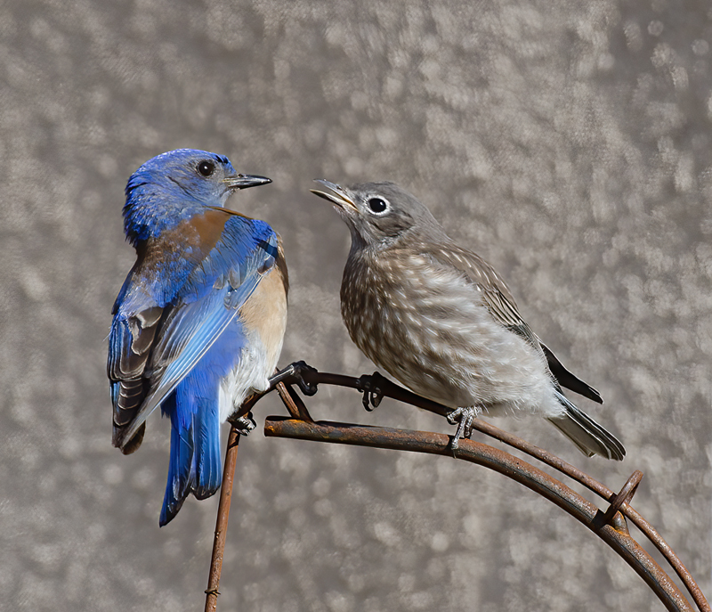 Western_Bluebird_14_CA_244