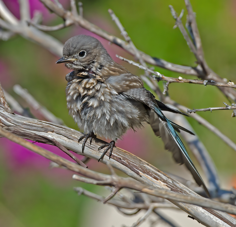 Western_Bluebird_14_CA_258