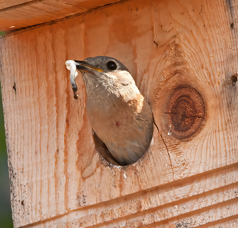 Western_Bluebird_14_CA_285
