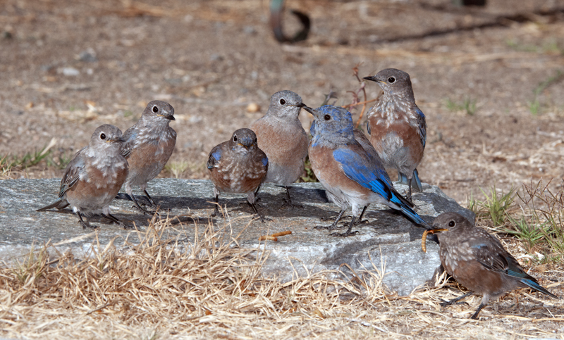 Western_Bluebird_14_CA_365