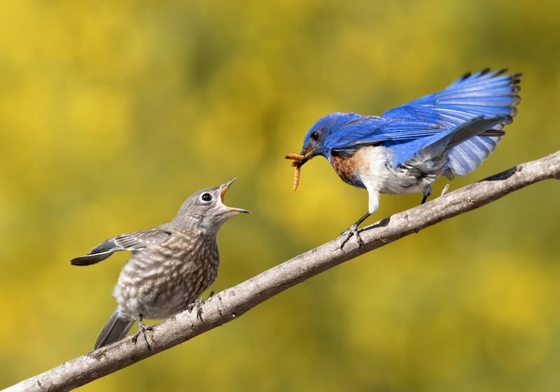 Western_Bluebird_21_CA_078