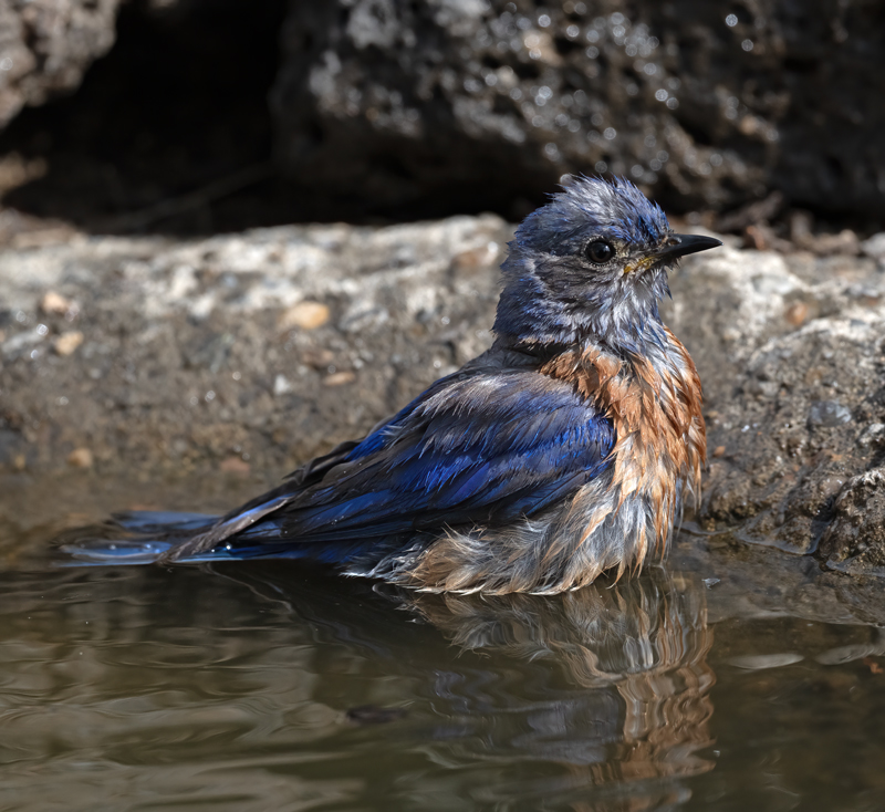 Western_Bluebird_23_OR_L_504