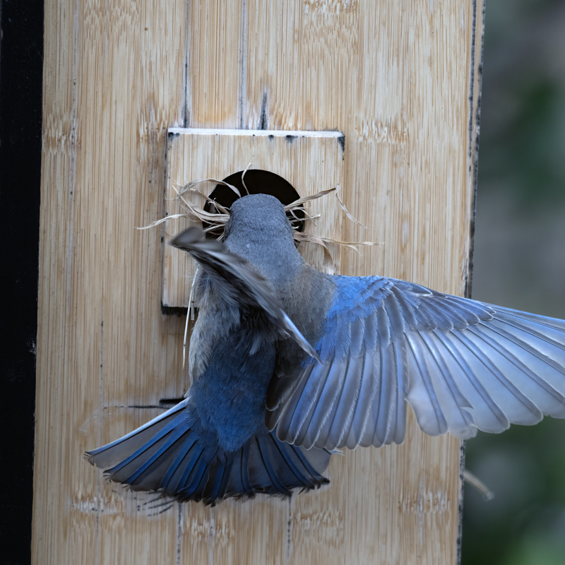 Western_Bluebird_CA_2025_C_601