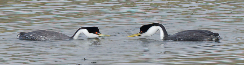 Western_Grebe_13_CA_001