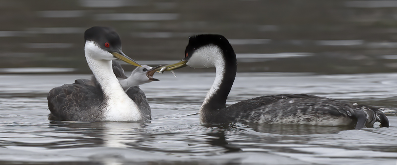 Western_Grebe_21_CA_327