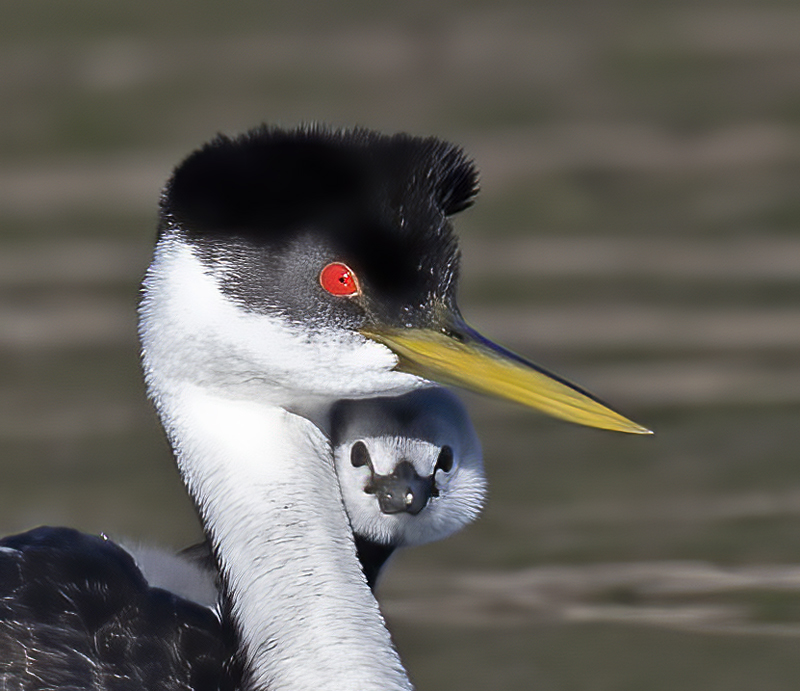Western_Grebe_21_CA_475