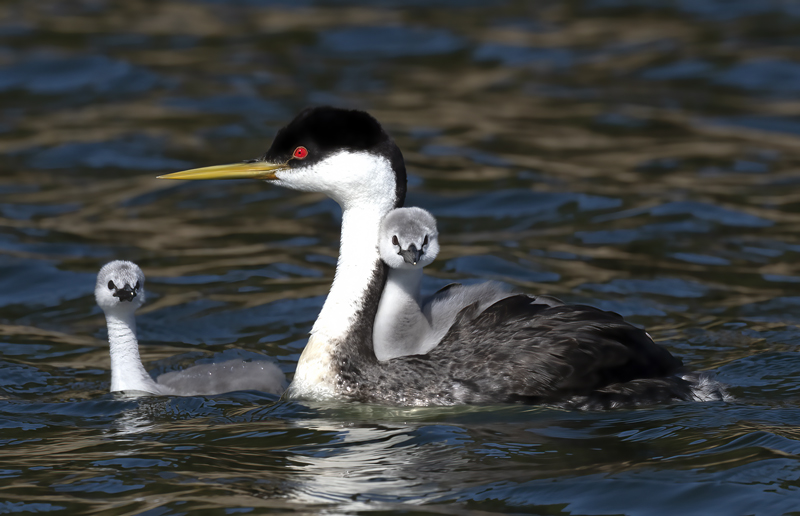 Western_Grebe_21_CA_576