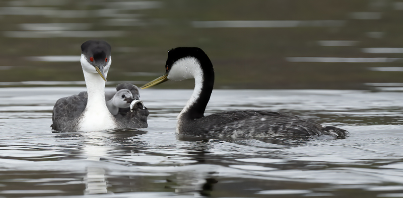 Western_Grebe_21_CA_682