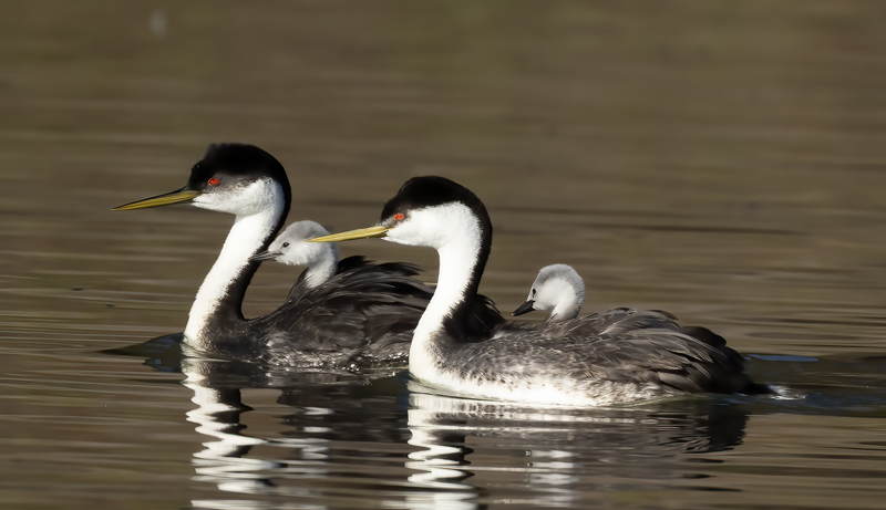 Western_Grebe_21_CA_727