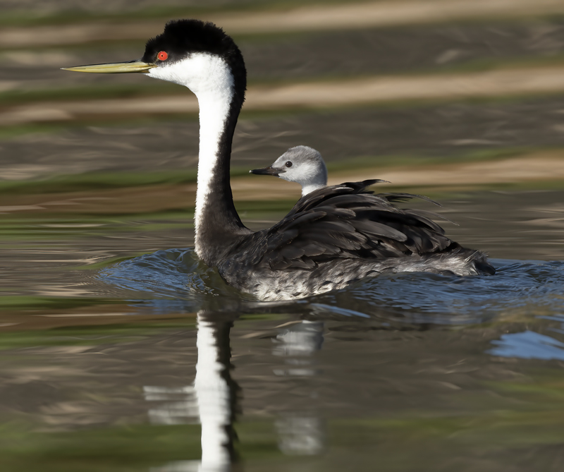 Western_Grebe_21_CA_747