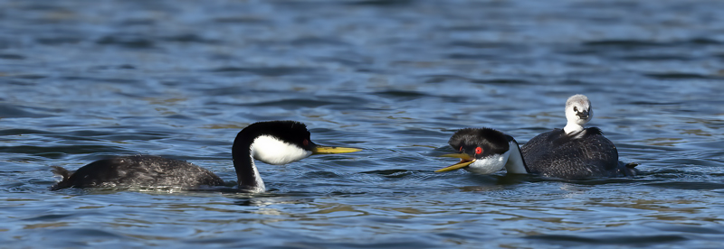 Western_Grebe_21_CA_813