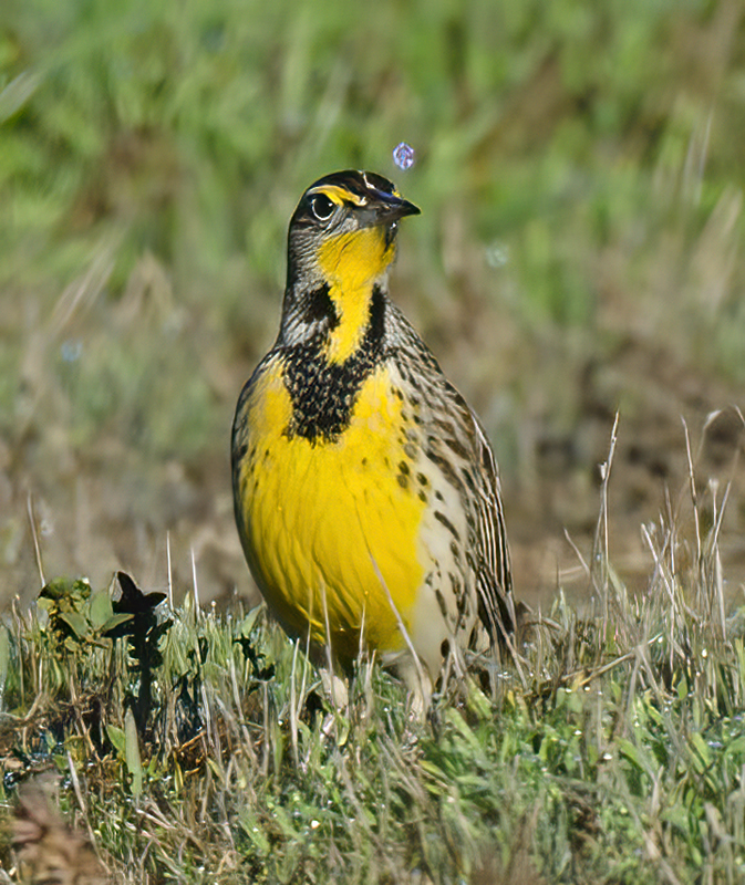 Western_Meadowlark_11_CA_005