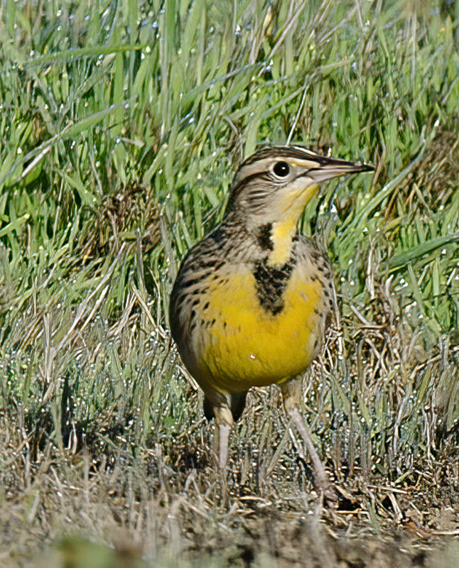 Western_Meadowlark_11_CA_006