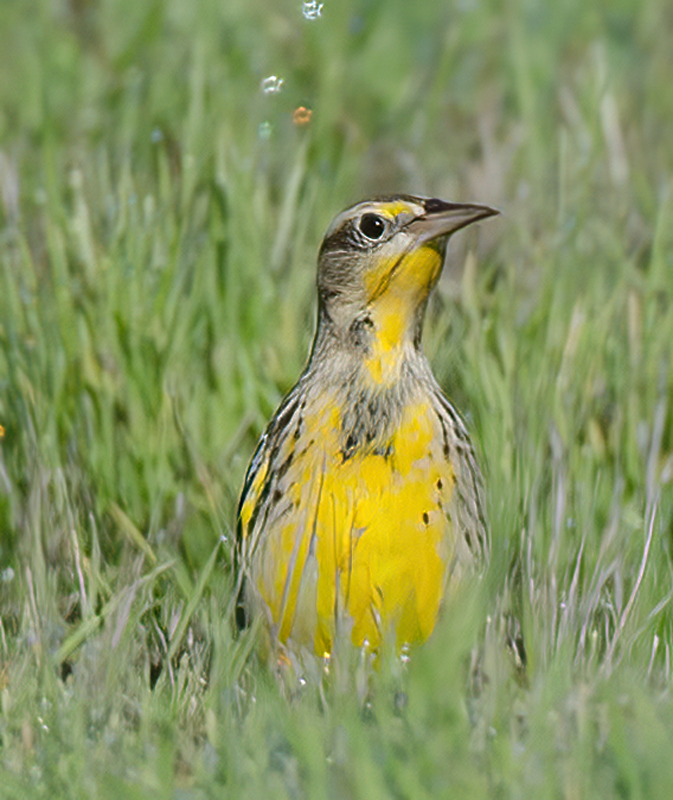 Western_Meadowlark_11_CA_010
