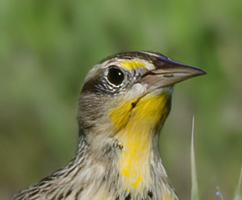 Western_Meadowlark_11_CA_021
