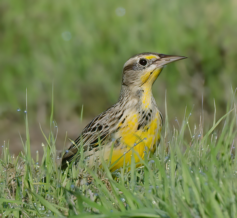 Western_Meadowlark_11_CA_024
