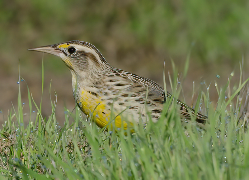Western_Meadowlark_11_CA_030
