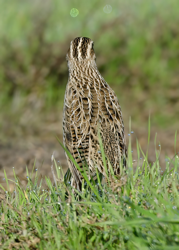 Western_Meadowlark_11_CA_031