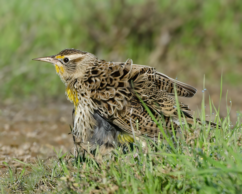 Western_Meadowlark_11_CA_039