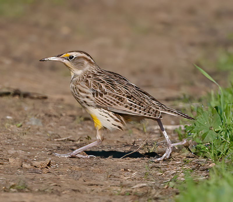 Western_Meadowlark_11_CA_049