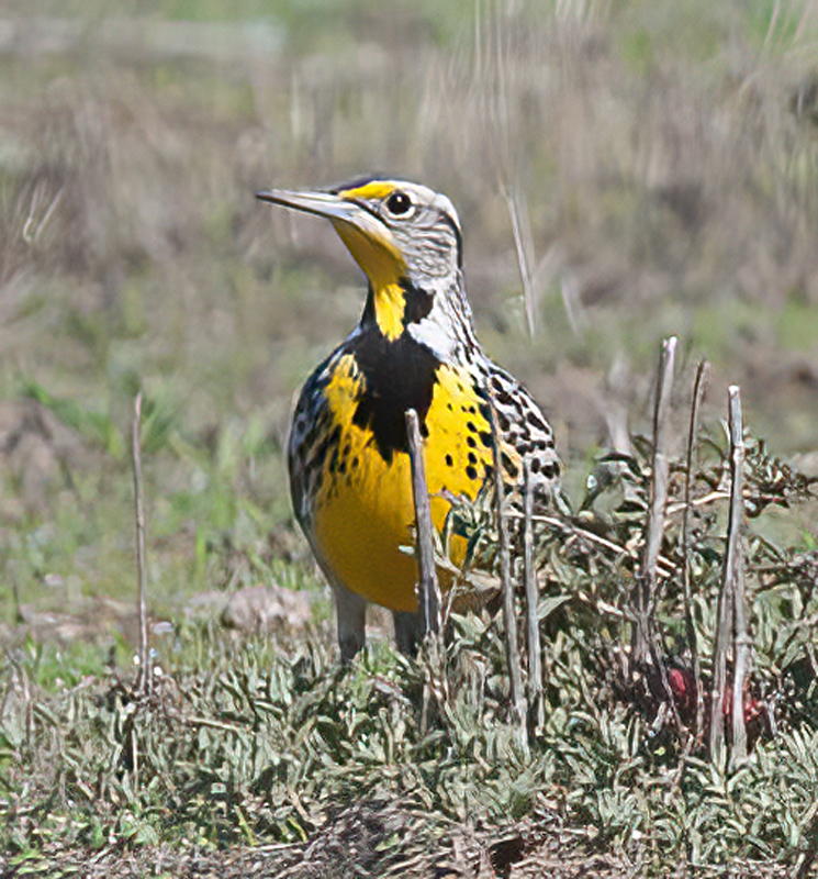 Western_Meadowlark_14_CA_008