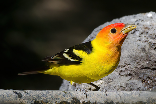 Western_Tanager_13_CA_013