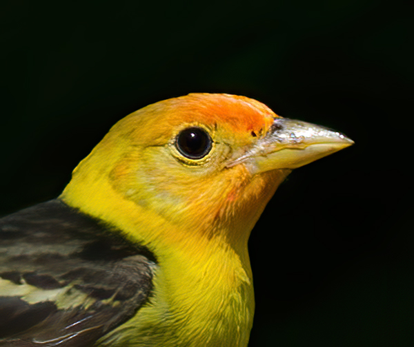 Western_Tanager_13_CA_031