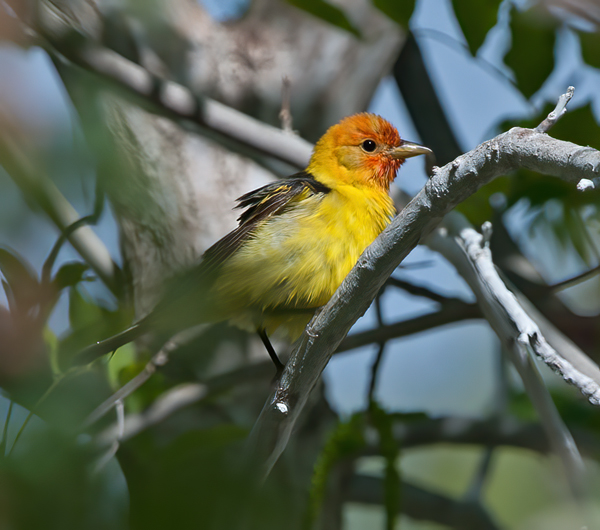 Western_Tanager_13_CA_032