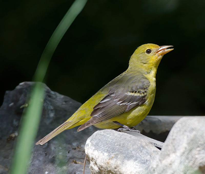 Western_Tanager_13_CA_037