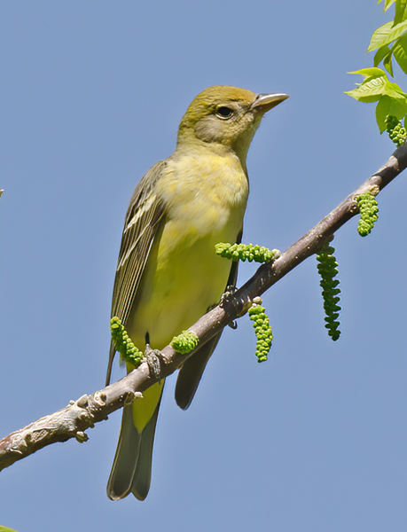 Western_Tanager_13_CA_047