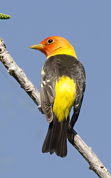Western_Tanager_13_CA_049