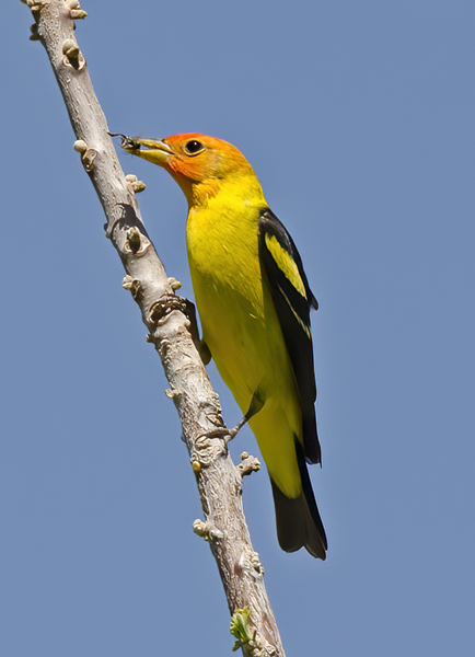 Western_Tanager_13_CA_054