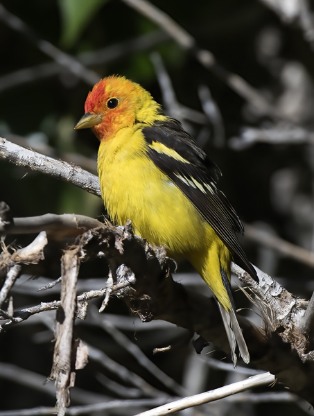 Western_Tanager_16_CA_009