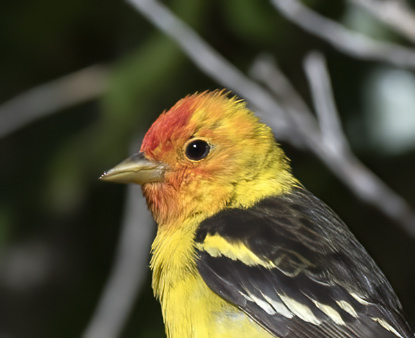 Western_Tanager_16_CA_016