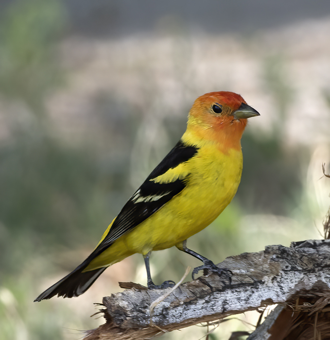 Western_Tanager_16_CA_025