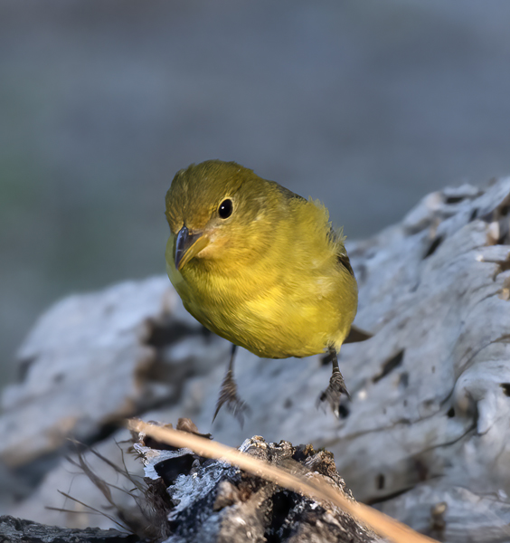Western_Tanager_16_CA_043