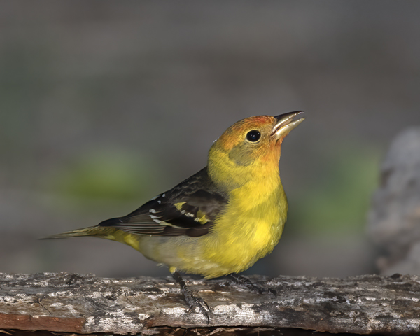 Western_Tanager_16_CA_047
