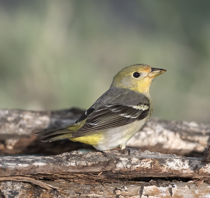Western_Tanager_16_CA_067
