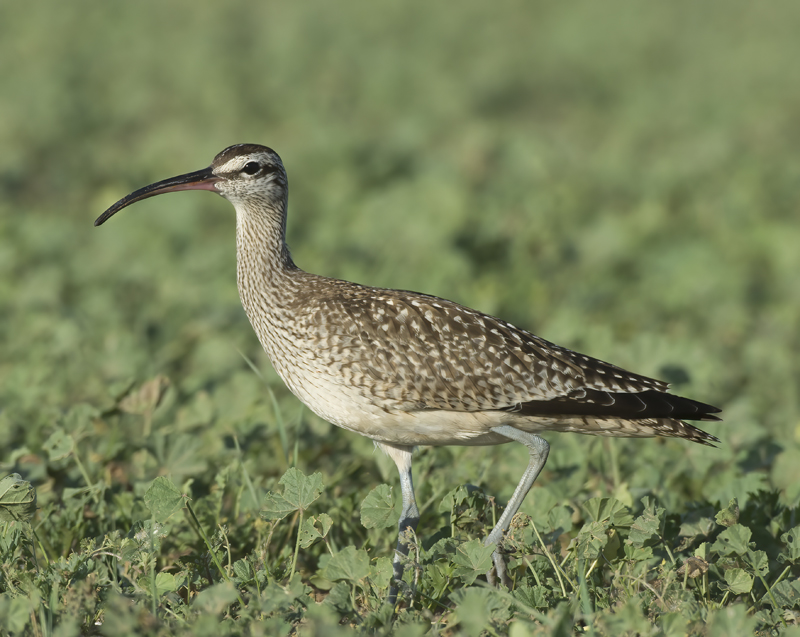 Whimbrel_15_CA_024