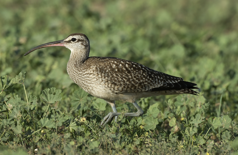 Whimbrel_15_CA_025