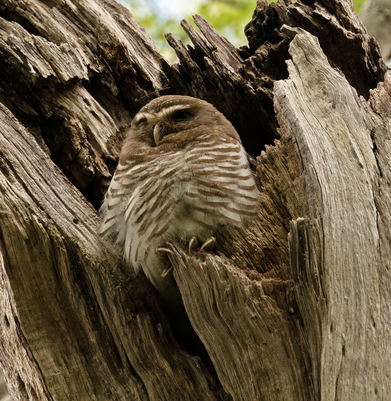 White-browed_Owl_24_Madagascar_001