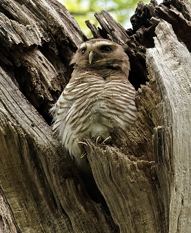 White-browed_Owl_24_Madagascar_012