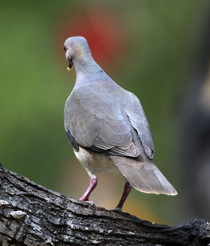 White-tipped_Dove_19_TX_019
