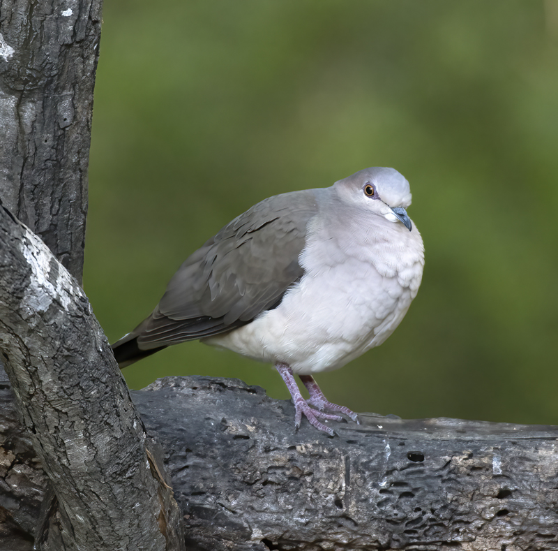 White-tipped_Dove_TX_18_033