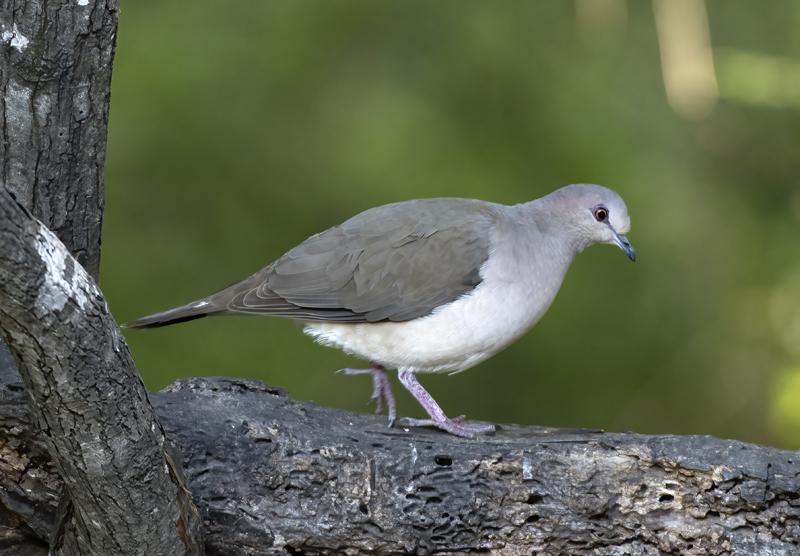 White-tipped_Dove_TX_18_034