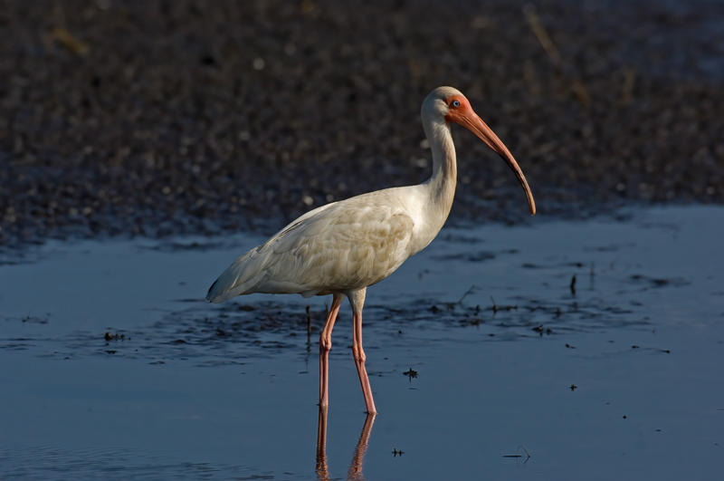 White_Ibis_08_FL_007