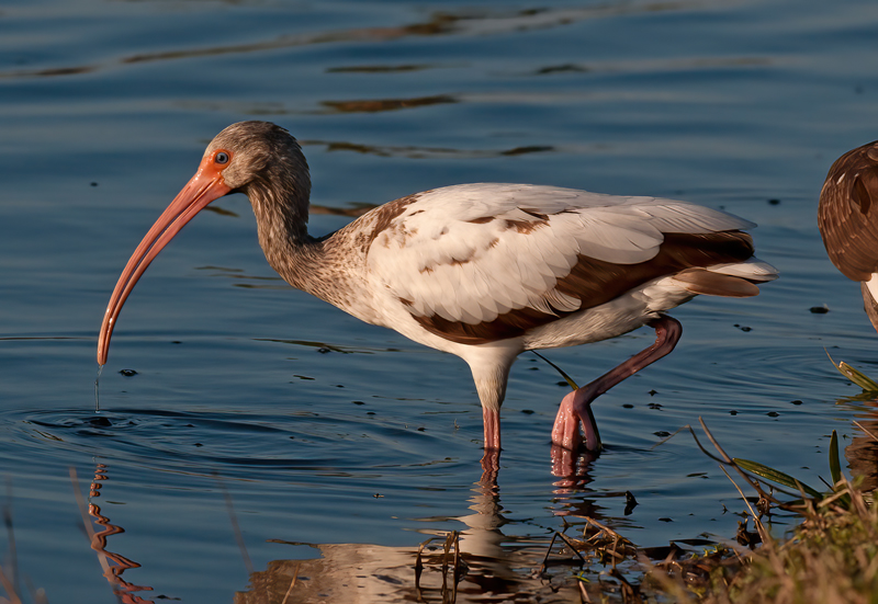 White_Ibis_10_FL_003