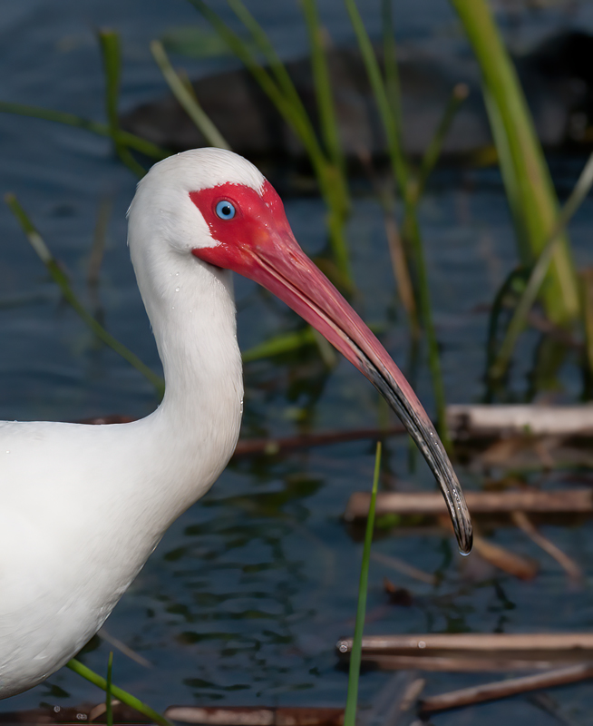White_Ibis_10_FL_008