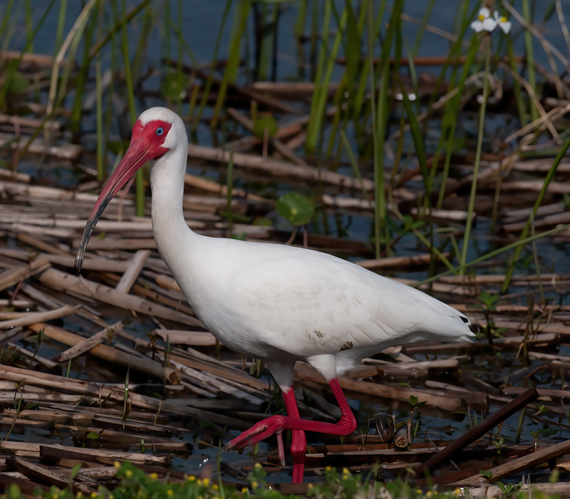 White_Ibis_10_FL_015